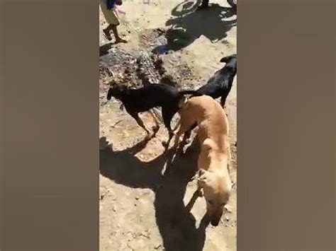 couple threesome with dog